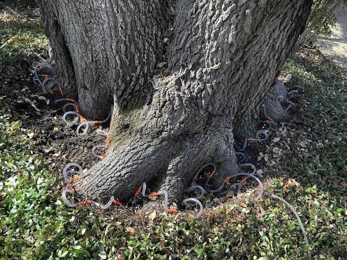Detailed Tree Cabling and Bracing job site in Arlington
